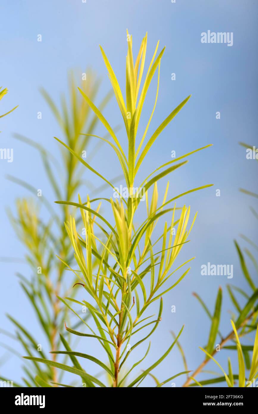Teebaum (Melaleuca alternifolia) Stockfoto