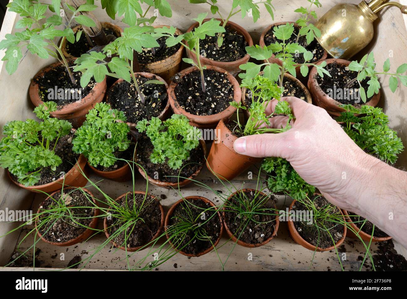 Schnittlauch (Allium schoenoprasum), Petersilie (Petroselinum crispum), Tomaten (Solanum lycopersicum), Pflanzenanbau Stockfoto