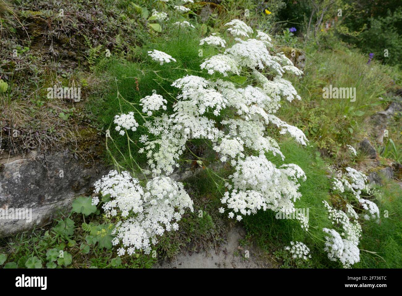 Meum athamanticum (Meum athamanticum) Stockfoto