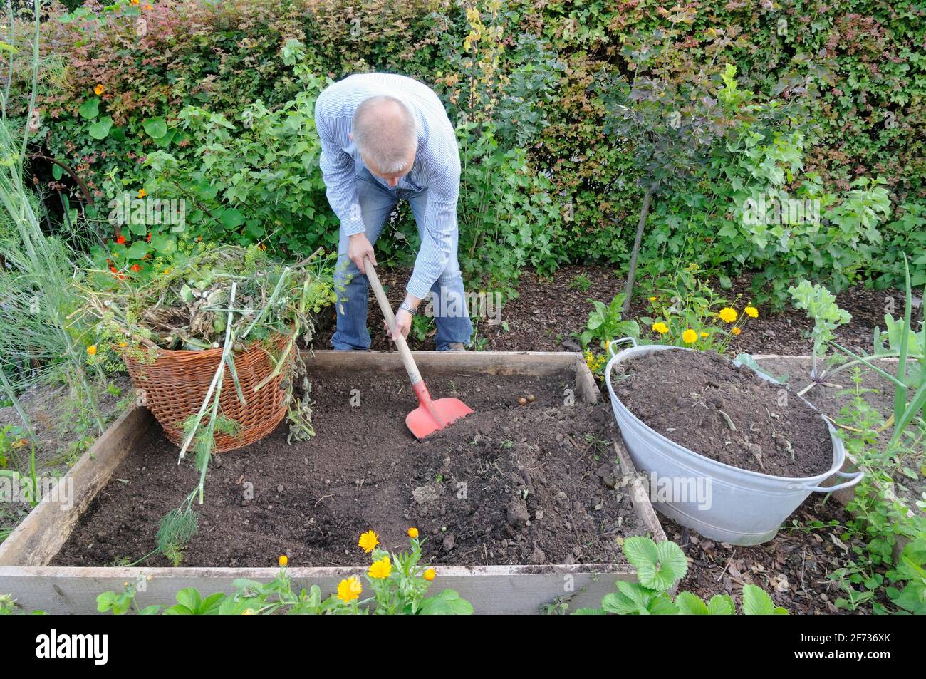 Bio-Garten, Schaffung von Hochbetten, Kompostierung Stockfoto