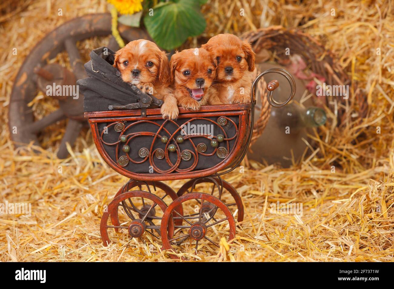 Cavalier King Charles Spaniel, mit einem Rüben, zwei Welpen, 6 Wochen, im Puppenwagen liegend Stockfoto