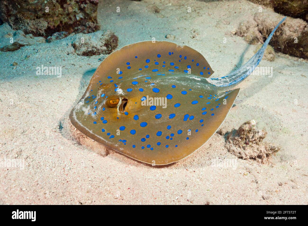 Bluespotted Ribbontail ray (Taeniura lympma), St. Johns, Rotes Meer, Ägypten Stockfoto