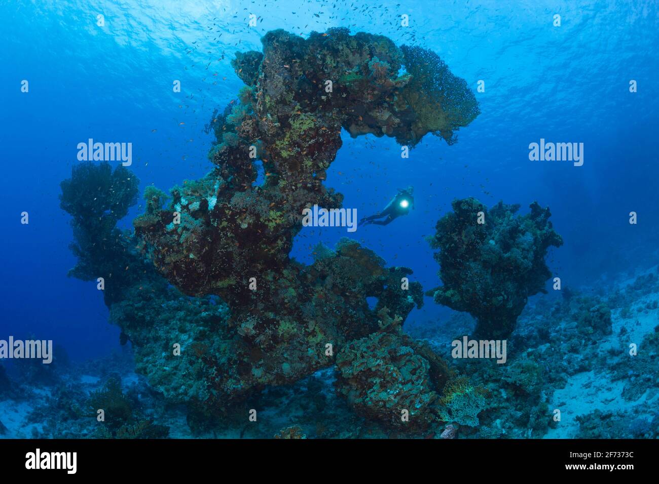 Taucher- und Korallenformation, Paradise Reef, Rotes Meer, Ägypten Stockfoto