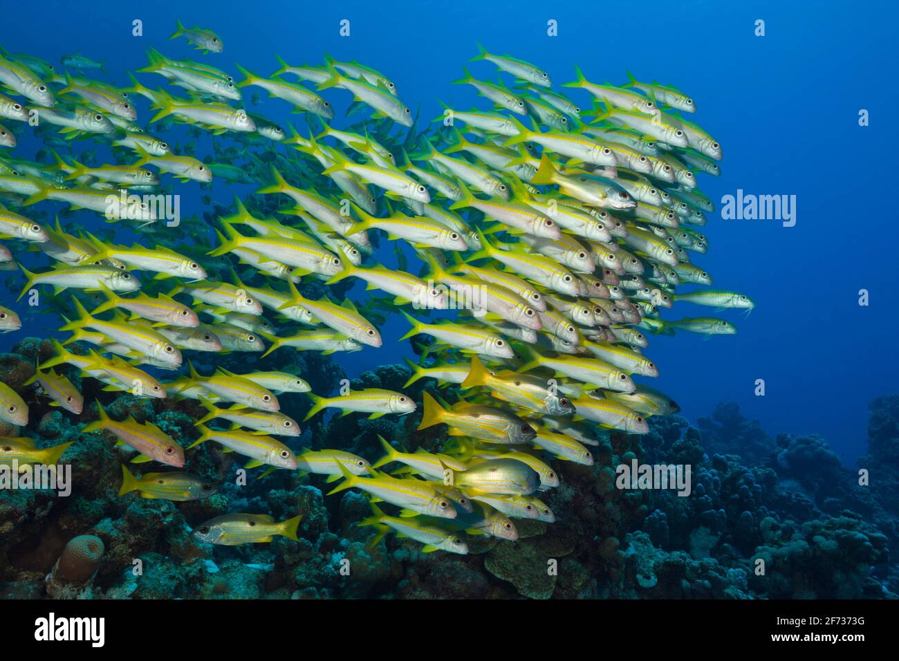 Shaol of Yellowfin Goatfish (Mulloidichthys vanicolensis), Shaab Claudio, Rotes Meer, Ägypten Stockfoto