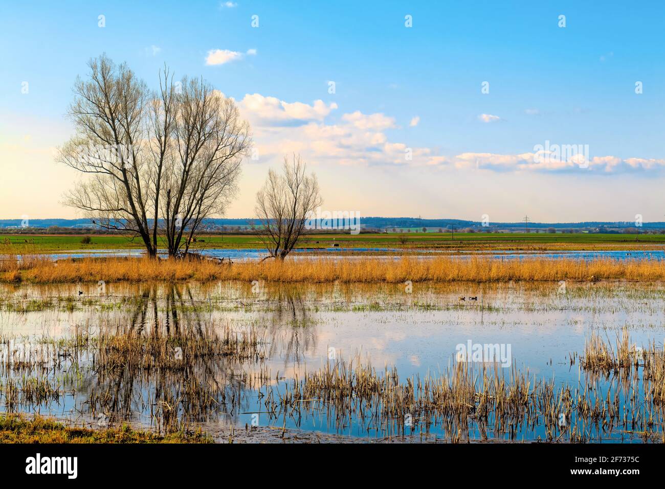 Das idyllische Naturschutzgebiet Bingenheimer Ried, in dem viele Wildvögel leben, liegt westlich von Bingenheim (Wetterau) in der Horloff-Aue. Stockfoto