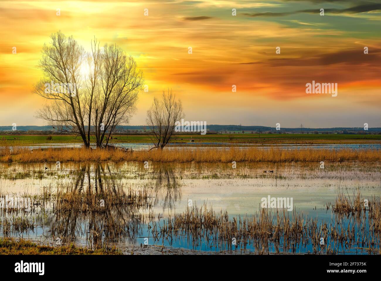 Das idyllische Naturschutzgebiet Bingenheimer Ried, in dem viele Wildvögel leben, liegt westlich von Bingenheim (Wetterau) in der Horloff-Aue. Stockfoto