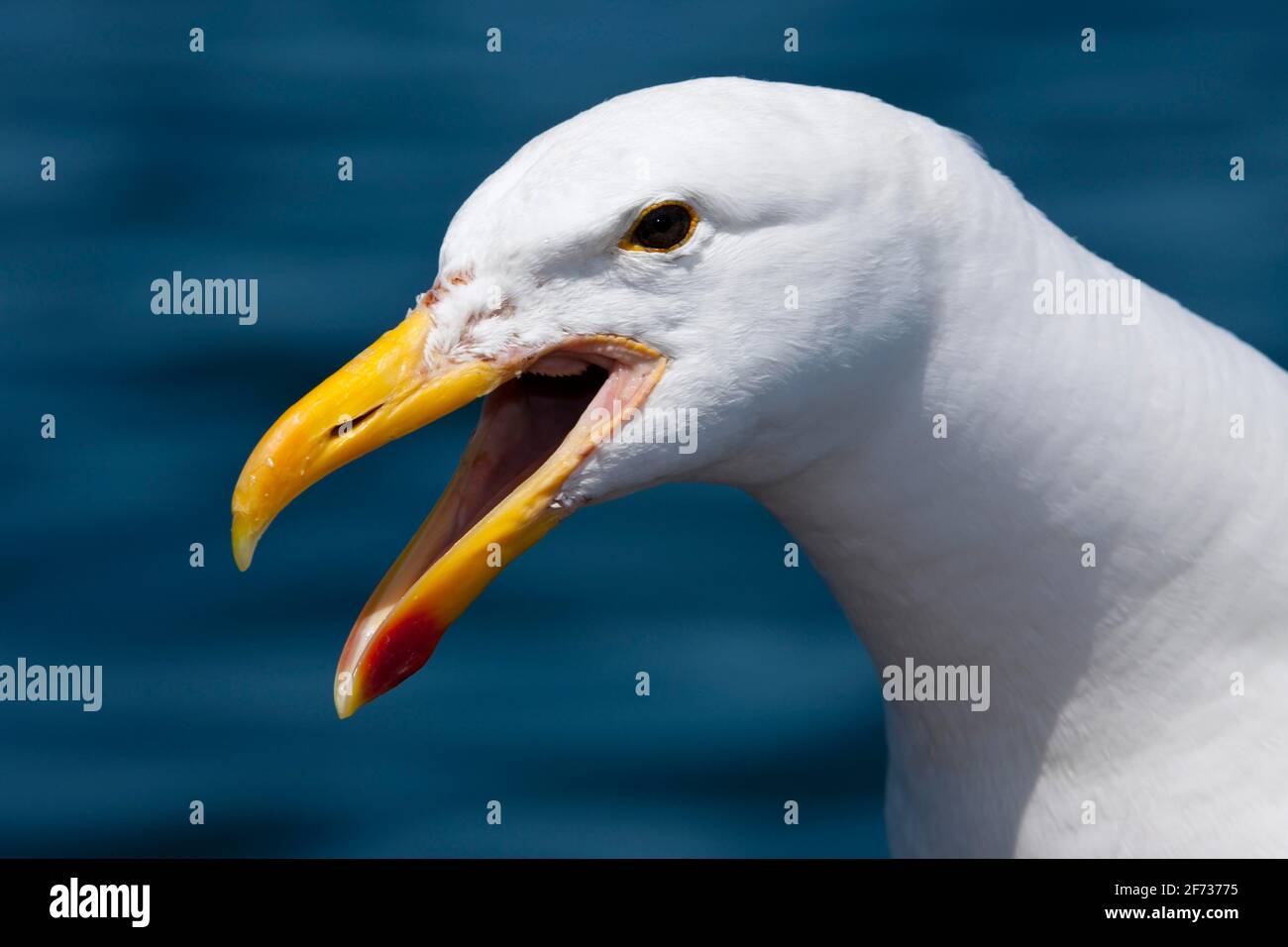 Kopf der Kelp Gull (Larus dominicanus), Walvisbucht, Namibia Stockfoto