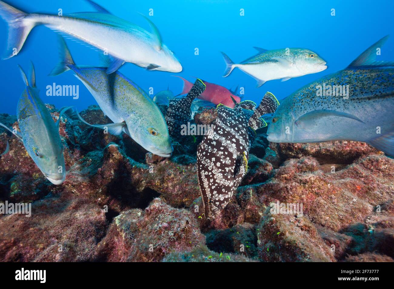 Bluefine Trevallies (Caranx melampygus) und Lederzackenbarsche jagen zusammen (Dermatolepis dermatolepis), Socorro, Revillagigedo-Inseln, Mexiko Stockfoto