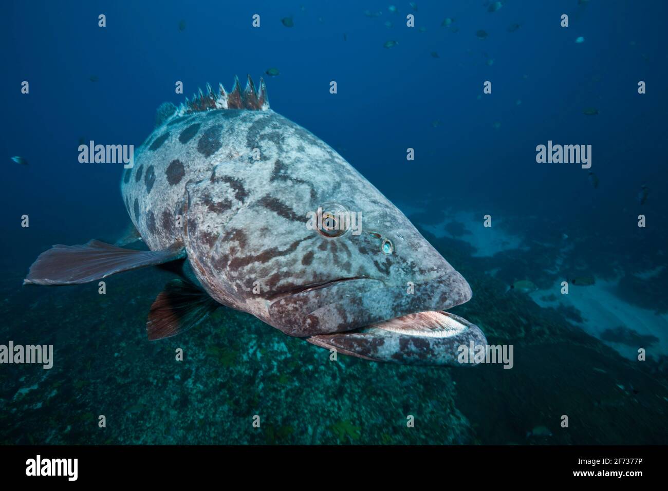 Kartoffelstampfer (Epinephelus tukula), Aliwal Shoal, Indischer Ozean, Südafrika Stockfoto