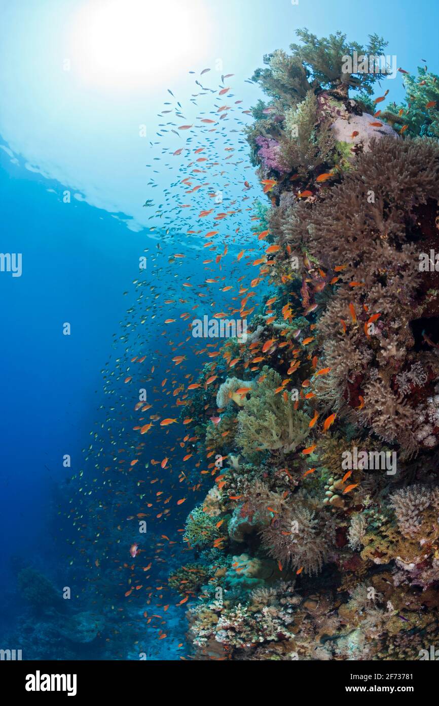 Harem-Flaggenfisch am Riff (Pseudanthias squamipinnis), St. Johns, Rotes Meer, Ägypten Stockfoto