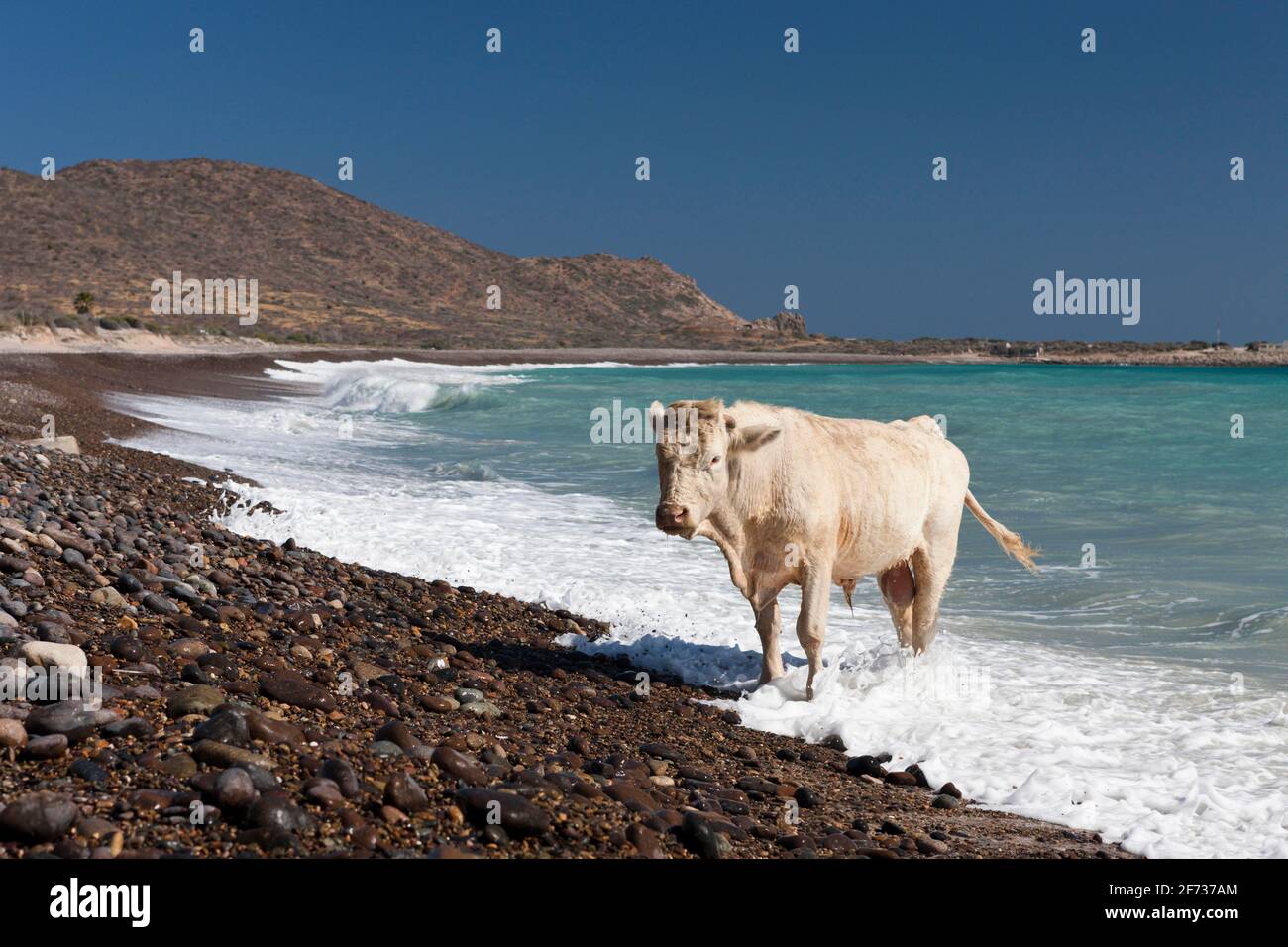 Rinder am Strand von Cabo Pulmo, Cabo Pulmo National Park, Baja California Sur, Mexiko Stockfoto