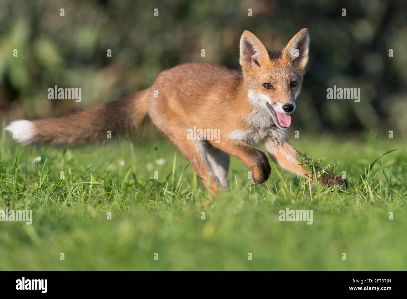 Rotfuchs (Vulpes vulpes) , Jungtier, Niedersachsen, Deutschland Stockfoto