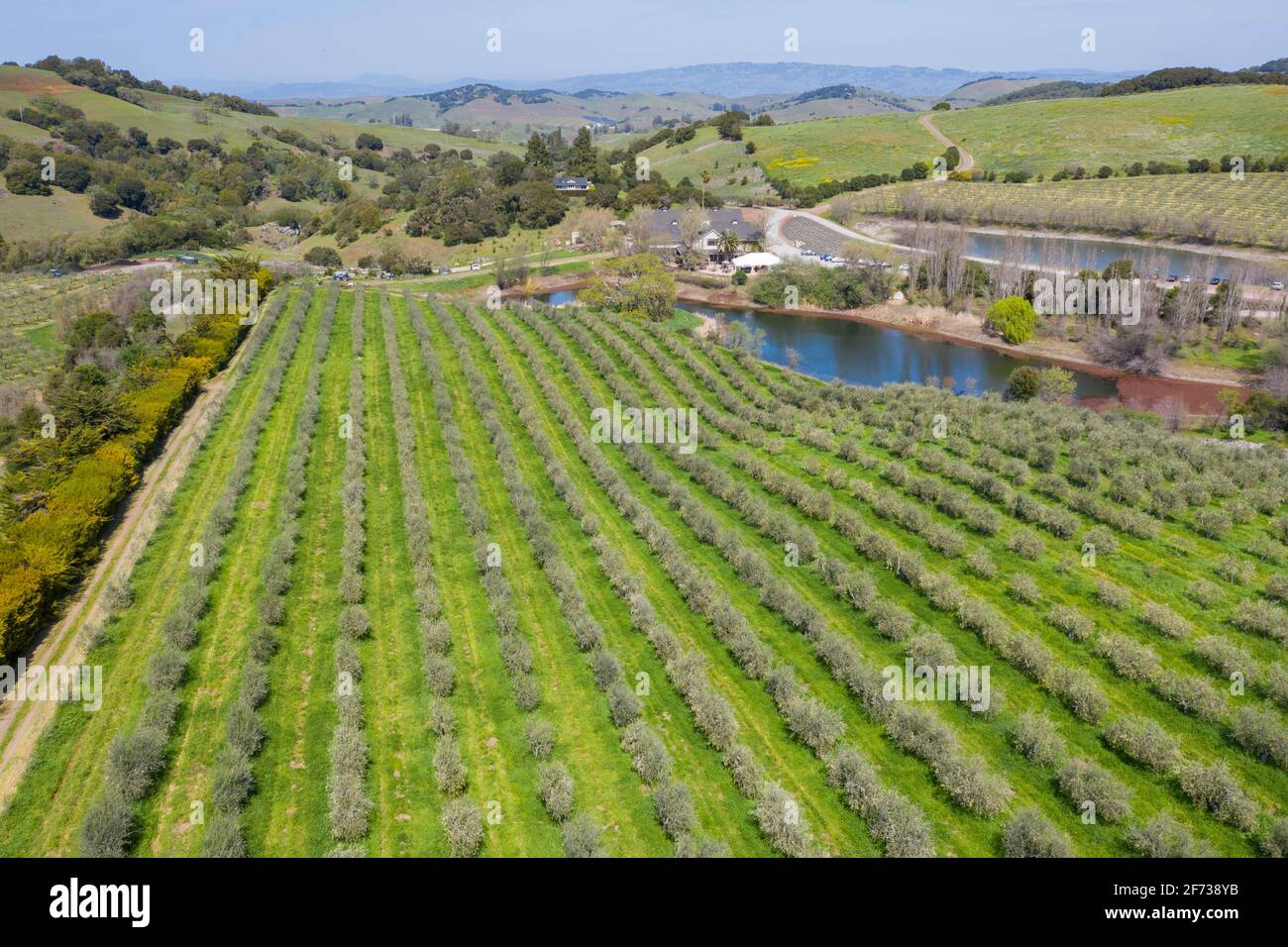 McEvoy Ranch, Weingut und Olivenfarm, Petaluma, Kalifornien, USA Stockfoto