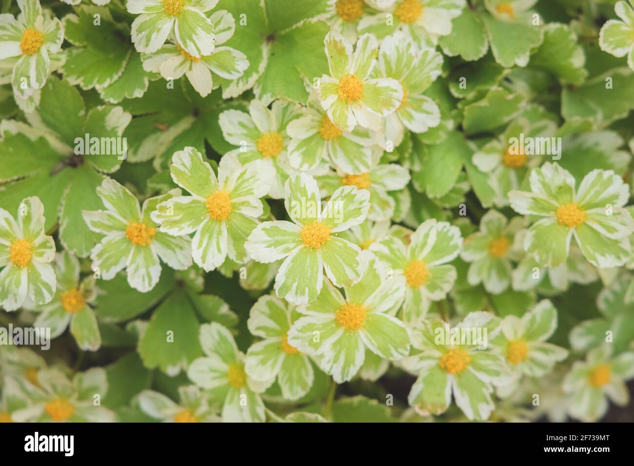 Grüne und gelbe Helleborus argutifolius blüht im Frühling. Stockfoto