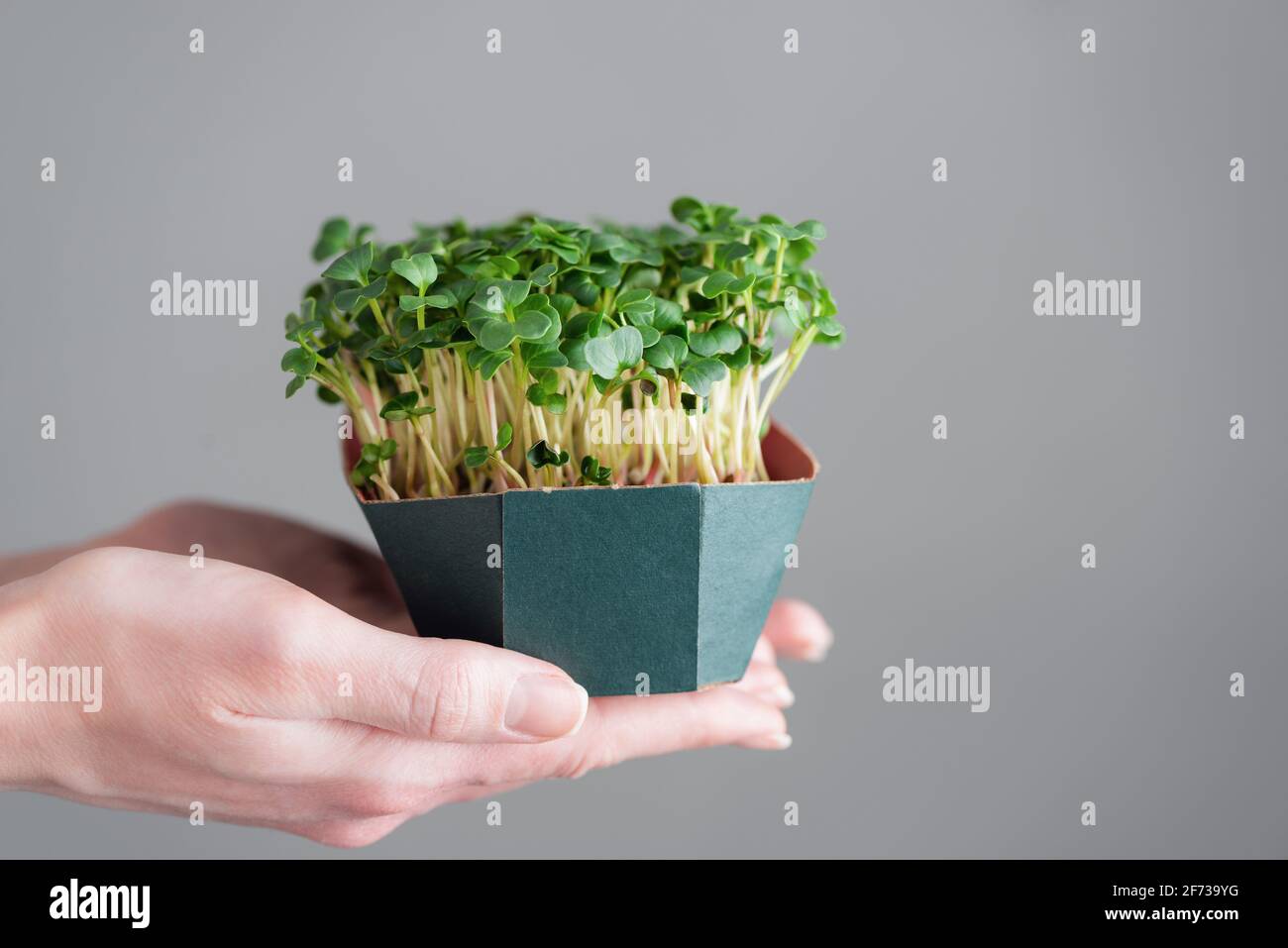 Micro Greens, Sprossen in weiblichen Händen. Bio-heimische Landwirtschaft, Wachstumskonzept Stockfoto