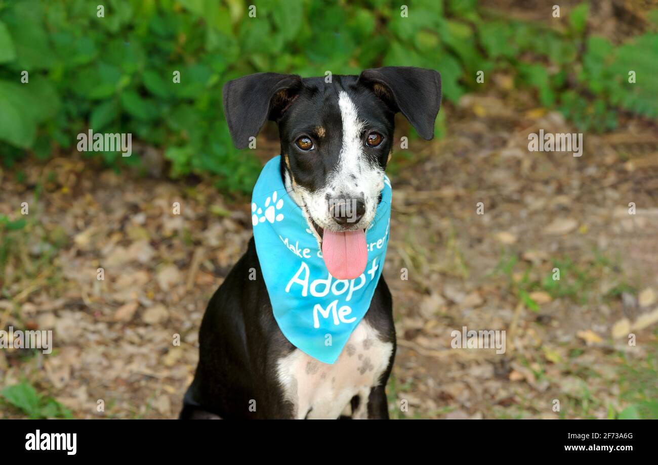 Ein schöner traurig aussehender Hund bittet jemanden zu adoptieren Er Stockfoto
