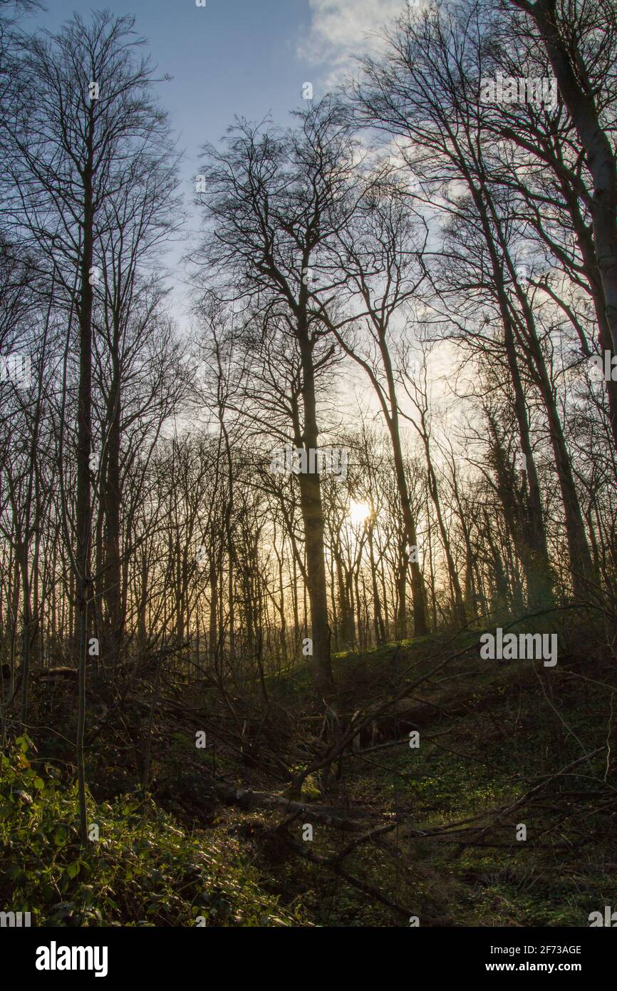 Brüssel - Belgien - 27. März 2021 : der Laerbeek-Wald ist ein 33 Hektar großer Buchenwald in Jette, nordwestlich von Brüssel. Es gehört zur Brüssel-Ca Stockfoto