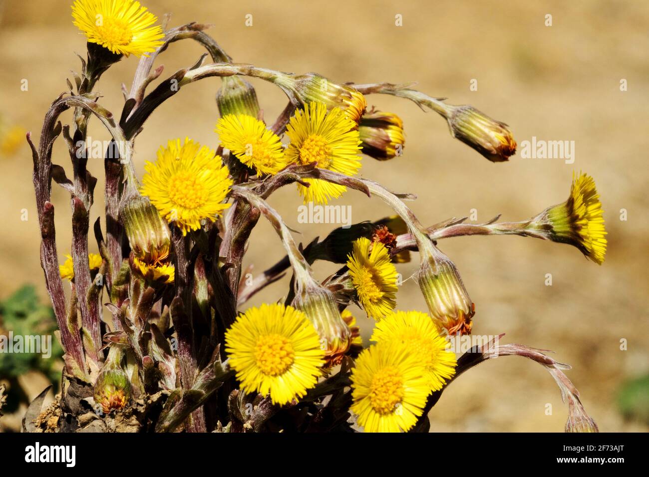 Coltsfoot Blume Tussilago farfara Kräuterpflanze erste Frühlingsblumen blühende Märzpflanze Frühlingspollen gelbe Blumen wachsender Lehm Boden Hardy Kraut Stockfoto