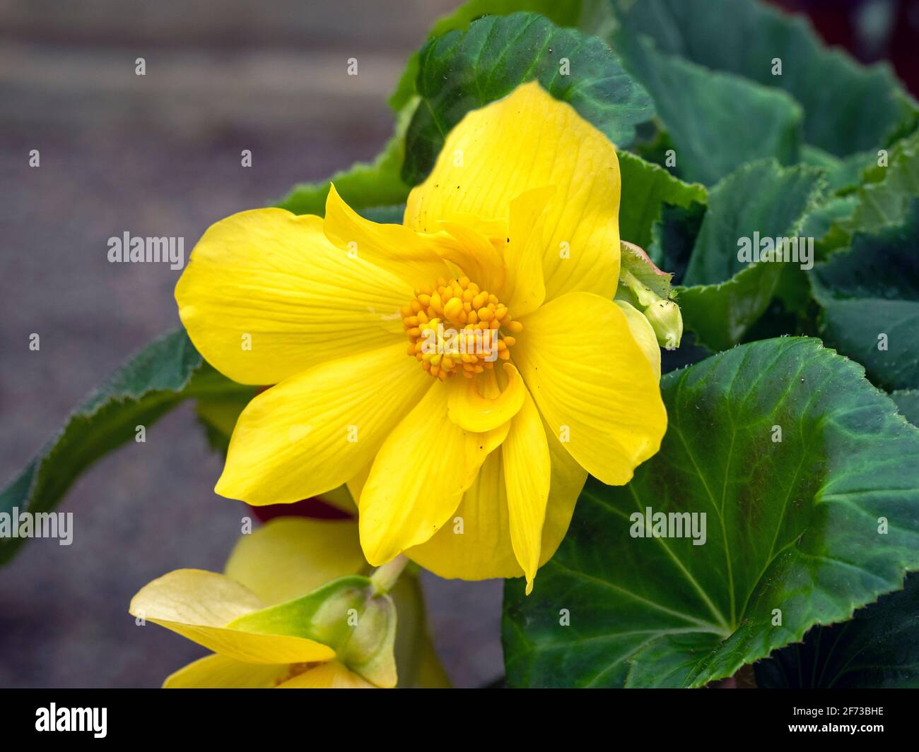 Leuchtend gelbe Sumpfblume, Caltha palustris Stockfoto