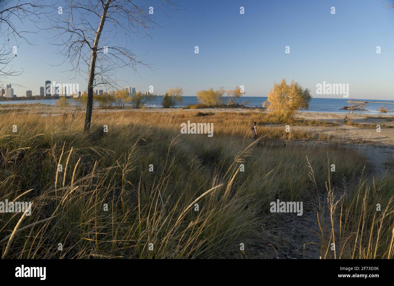 Montrose Dunes Habitatrestaurierung am Montrose Beach. Teil der Initiative zur Wiederherstellung der Großen Seen. Lake Michigan, Chicago, IL Stockfoto