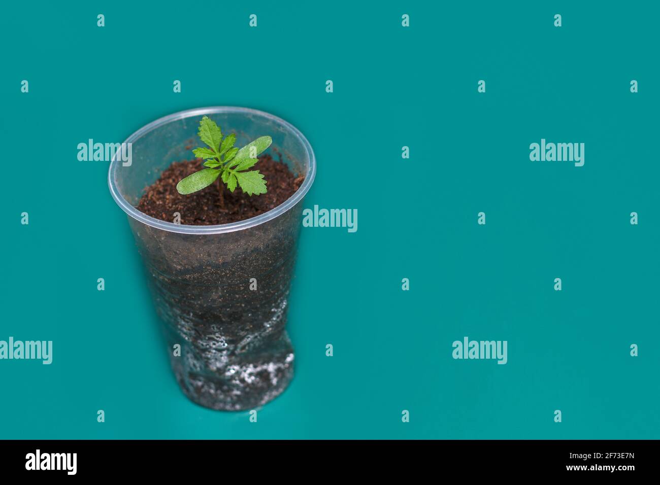 Eine kleine hellgrüne junge Pflanze in einem transparenten Kunststoffglas auf grünem Hintergrund mit Platz für Text, Keimling Plug. Frühling Garten Blume wächst. Samen Ringelblume beginnend, vier Blätter sprießen. Stockfoto