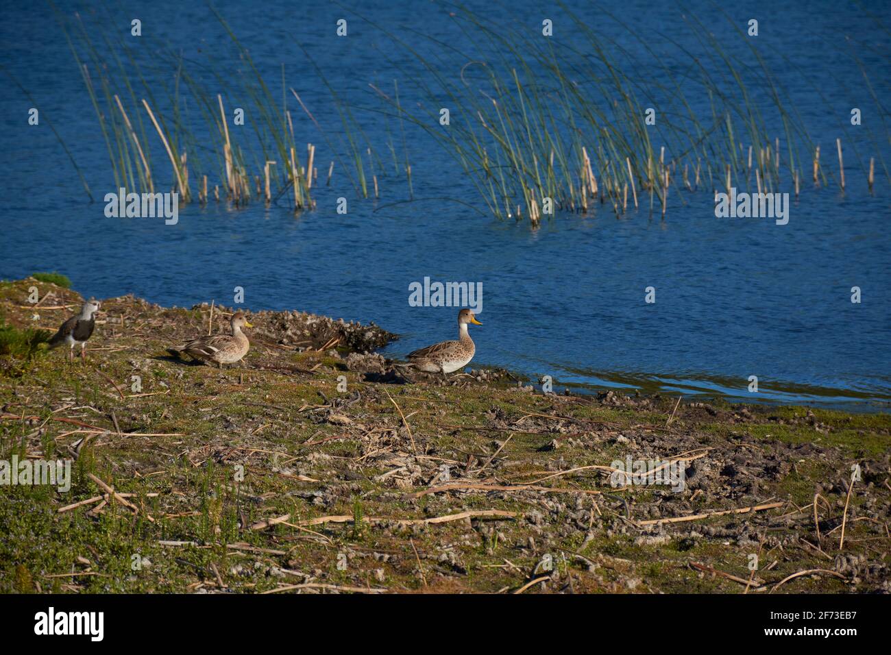 Entenfamilie am Seeufer und Schilf im Wasser im Urban Natural Reserve La Zeta Lagoon, Esquel, Patagonien, Argentinien Stockfoto