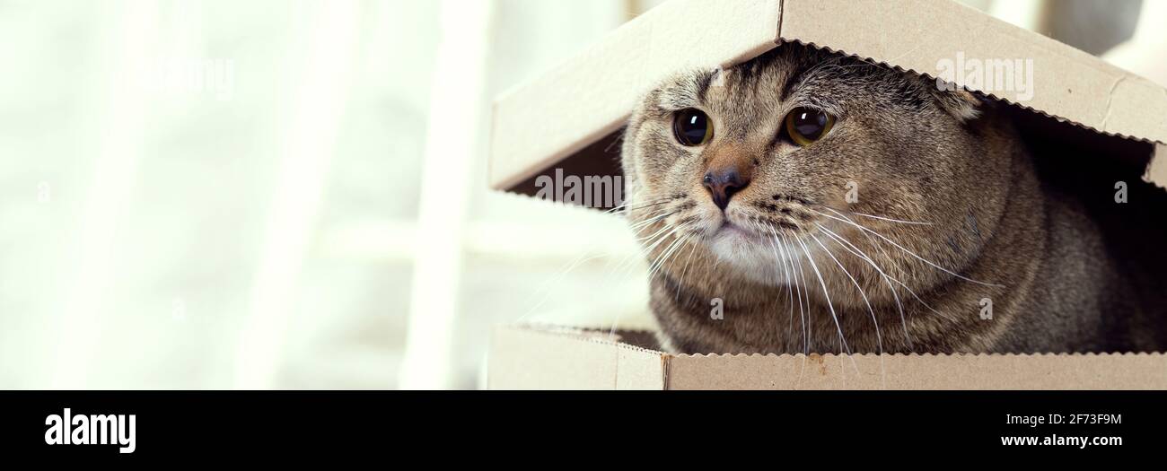 Die Katze schaut aus einem Karton mit Deckel. Haustier als Geschenk. Schottische Falte braune Katze und Karton. Stockfoto