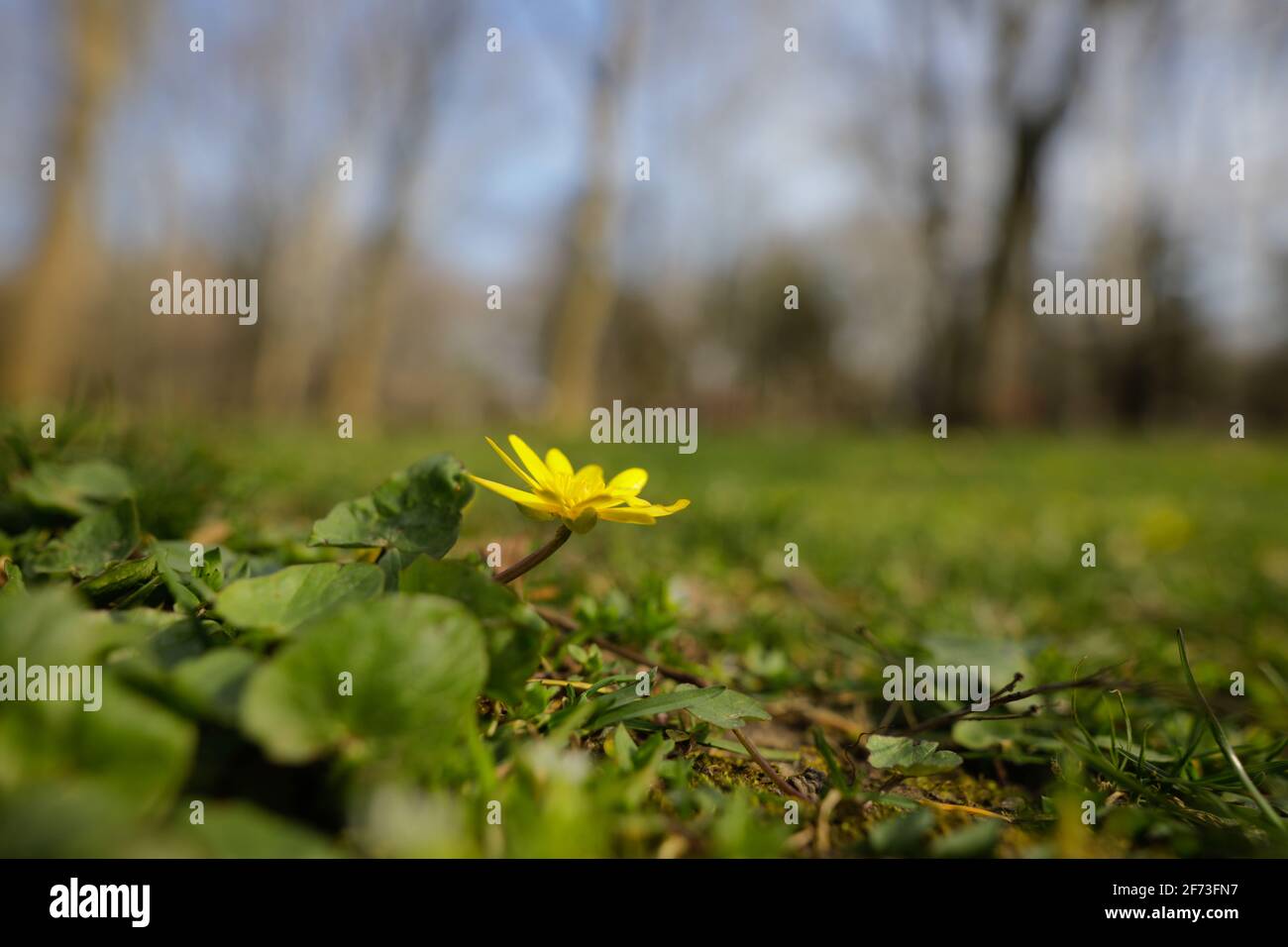 Bild mit geringer Schärfentiefe (selektiver Fokus) mit einer kleinen gelben Frühlingsblume im Gras in einem Wald. Stockfoto