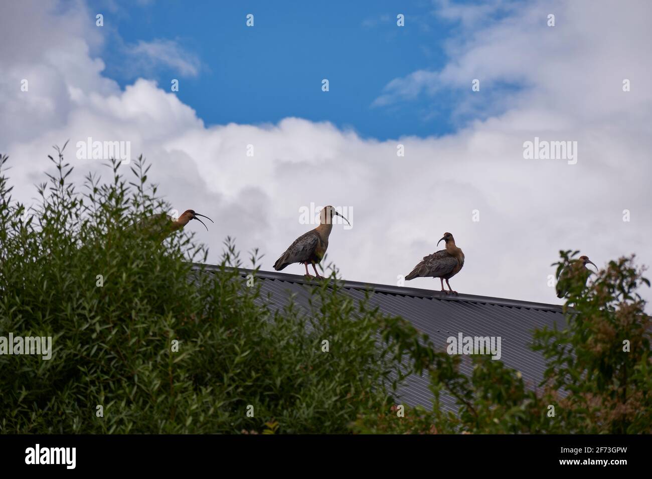 Blick auf eine Gruppe von buff-necked Ibis auf dem Dach Oben Stockfoto