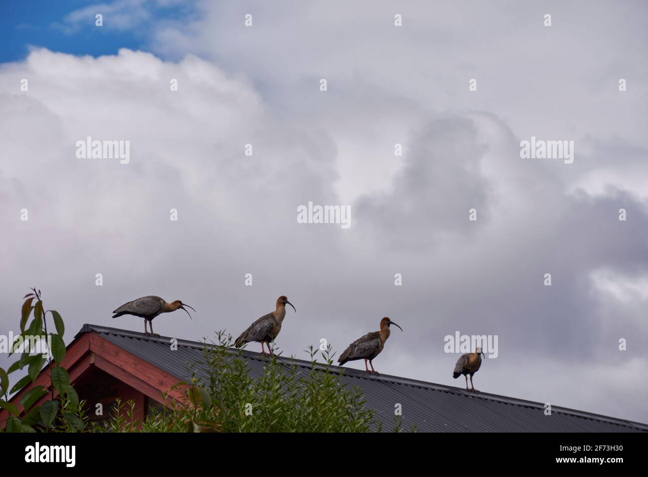 Blick auf eine Gruppe von buff-necked Ibis auf dem Dach Oben Stockfoto