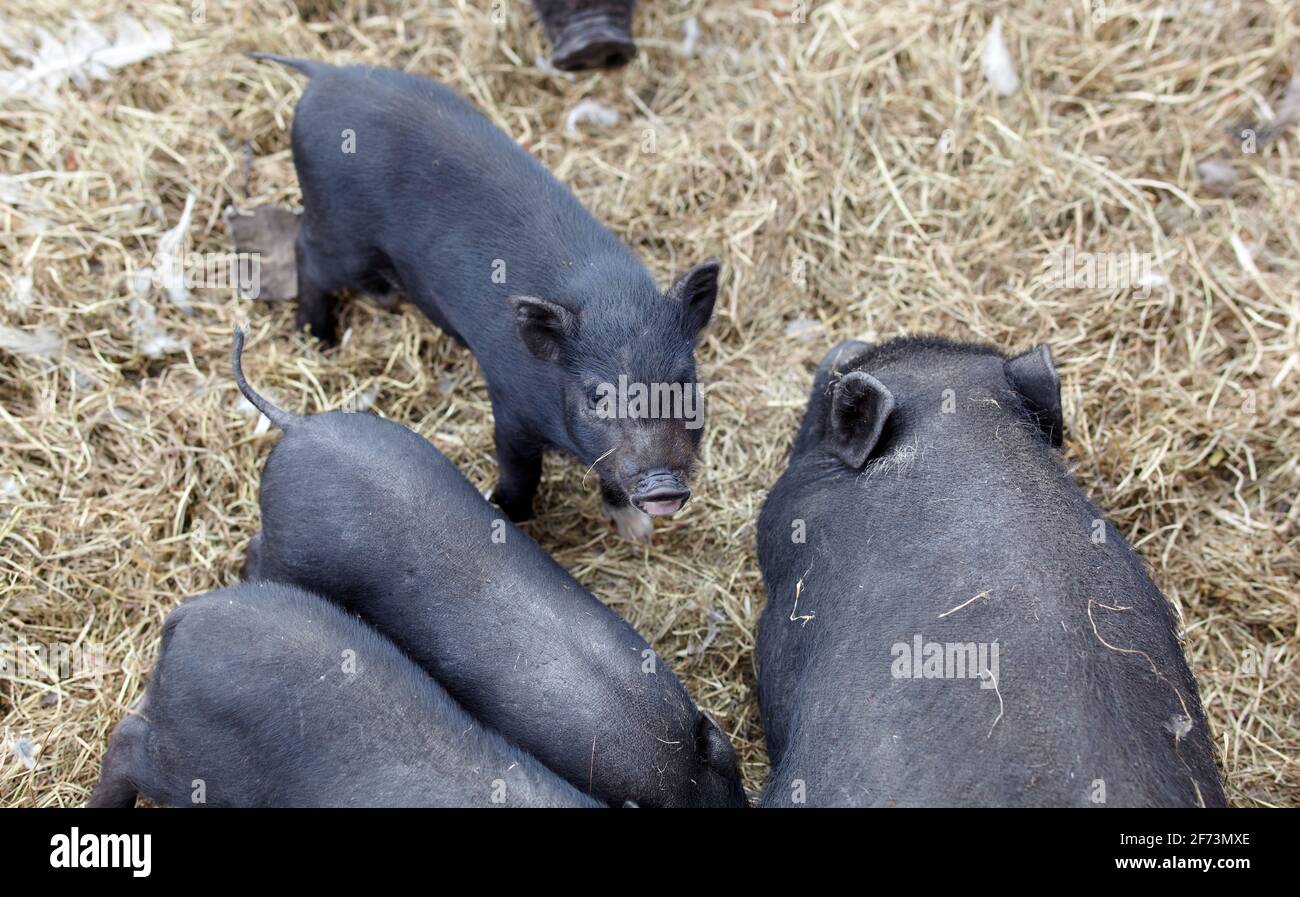 Familie Wildschweine grasen auf dem Feld. Wildtiere in natürlichem Lebensraum Stockfoto