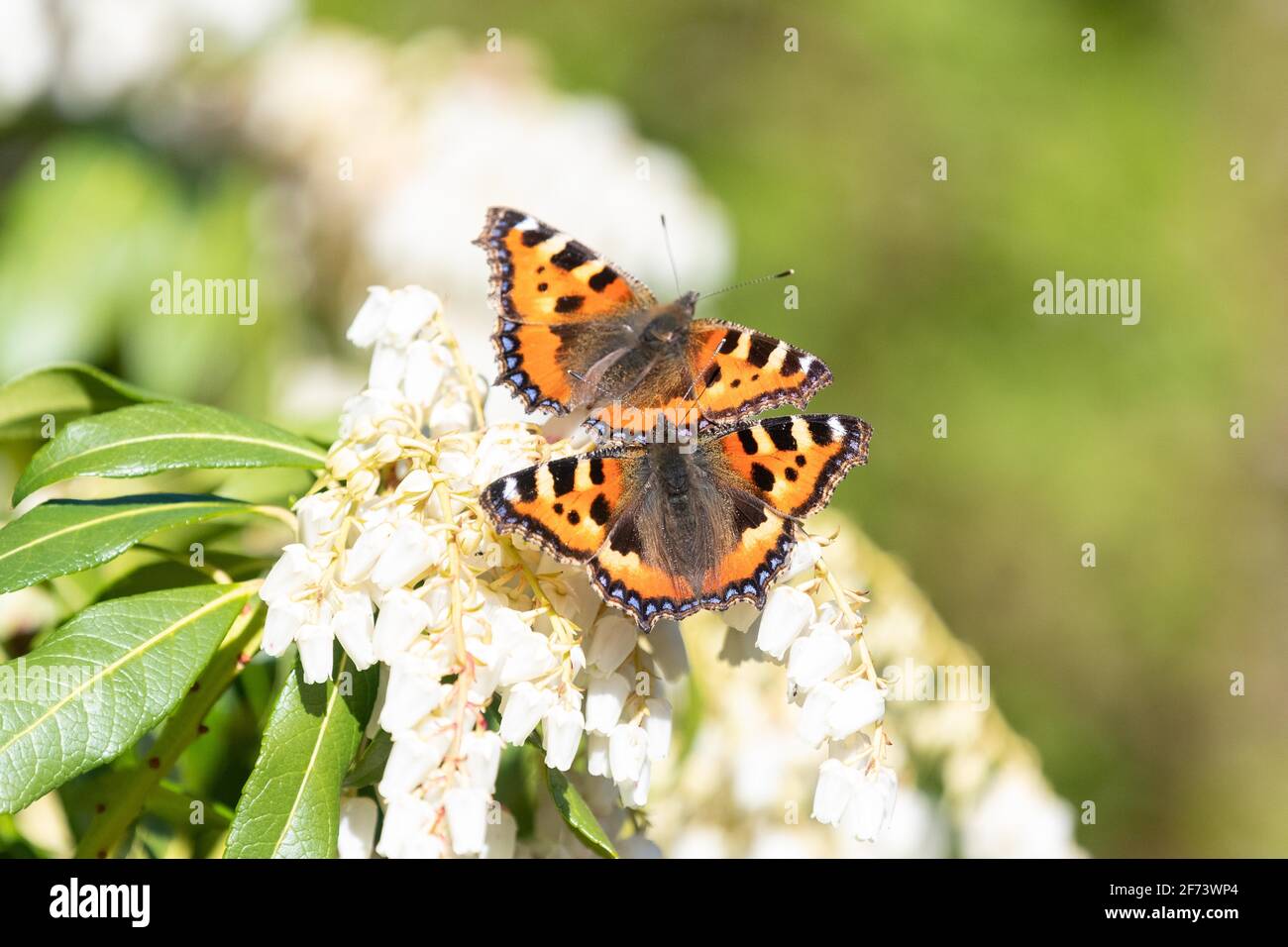 Zwei kleine Schildpatt-Schmetterlinge (Aglais urticae) auf Pieris japonica blüht im Frühjahr - Schottland, Großbritannien Stockfoto