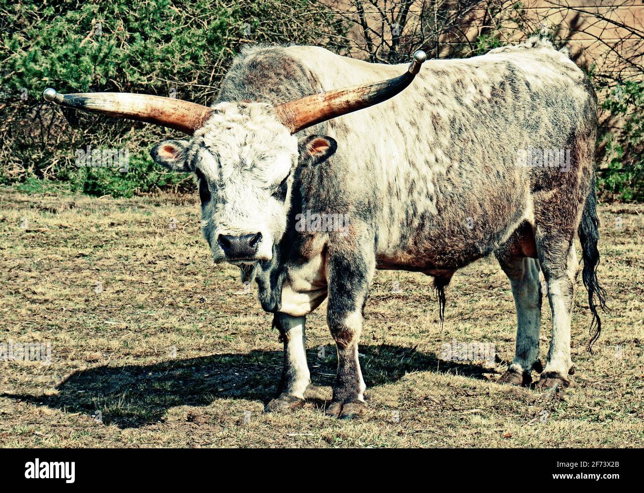 Weiß-graues Langhornrind, das auf einer Wiese steht Stockfoto