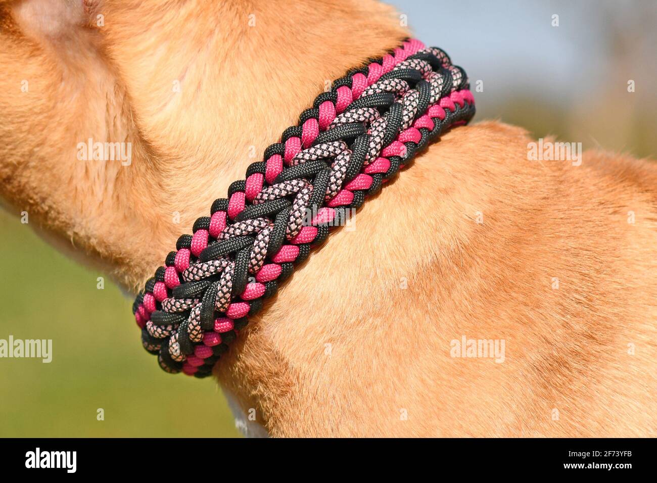 Nahaufnahme eines handgefertigten gewebten Hundehalsragens aus Paracord  Material am Hals des roten Hundes Stockfotografie - Alamy