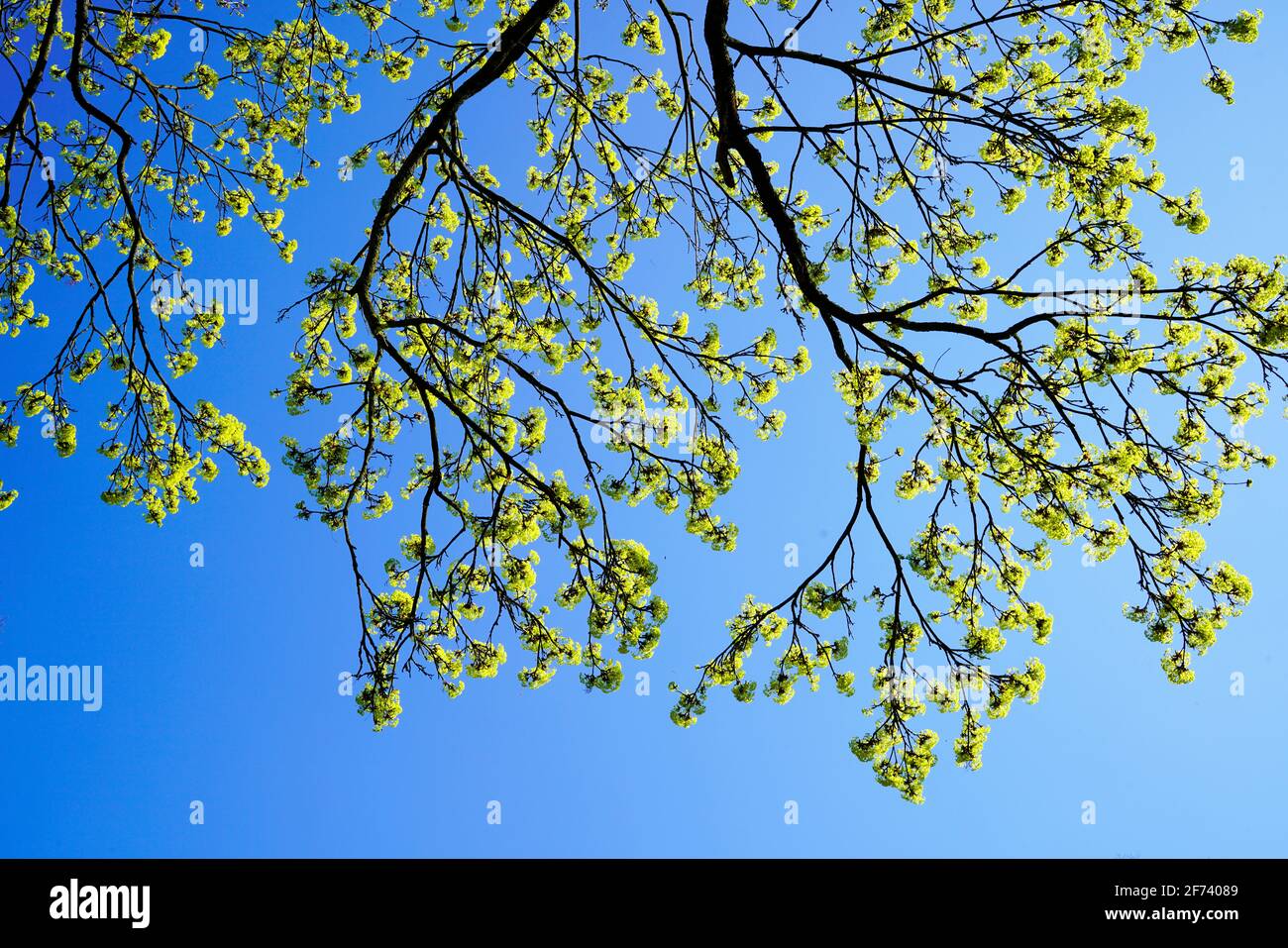 Frische grüne Blätter auf einem Baum. Blauer wolkenloser Himmel im Hintergrund. Frühling. Stockfoto