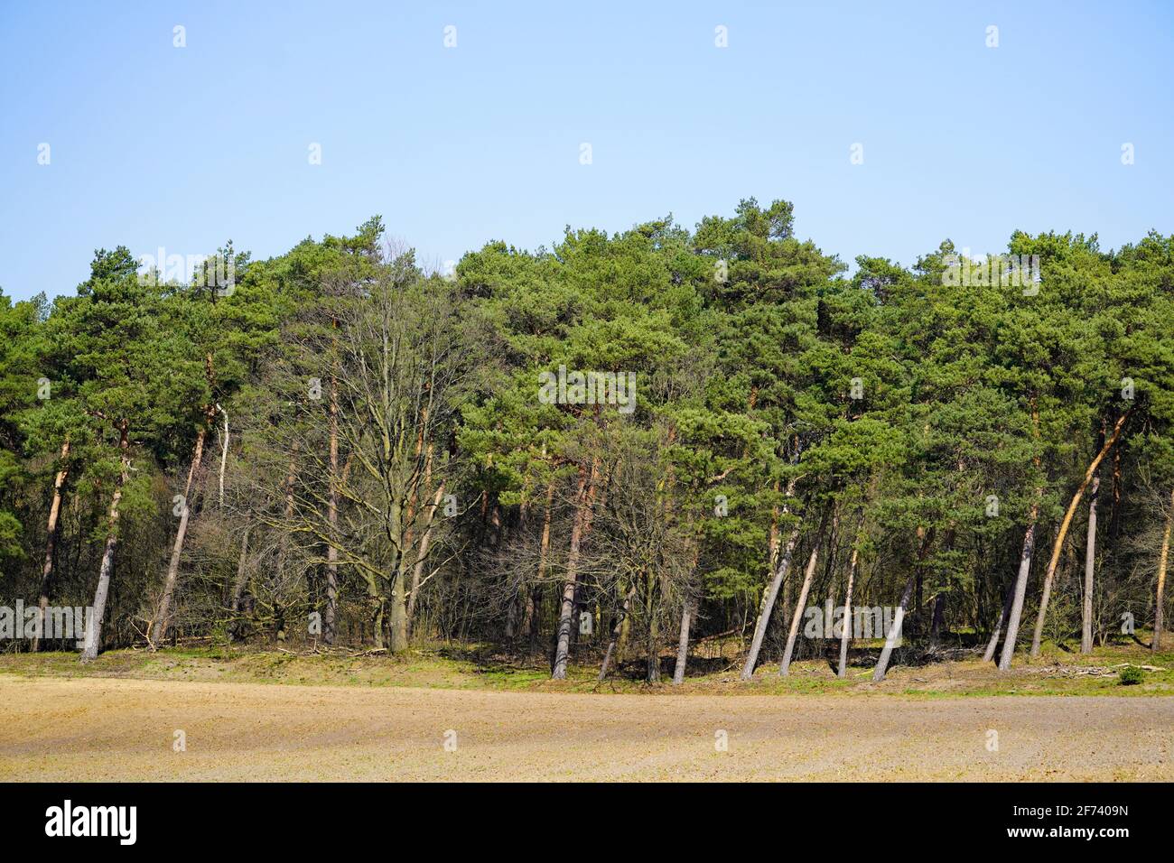 Grüner Kiefernwald. Waldrand mit immergrünen Bäumen und blauem Himmel. Landschaft in Nordrhein-Westfalen, Deutschland. Stockfoto