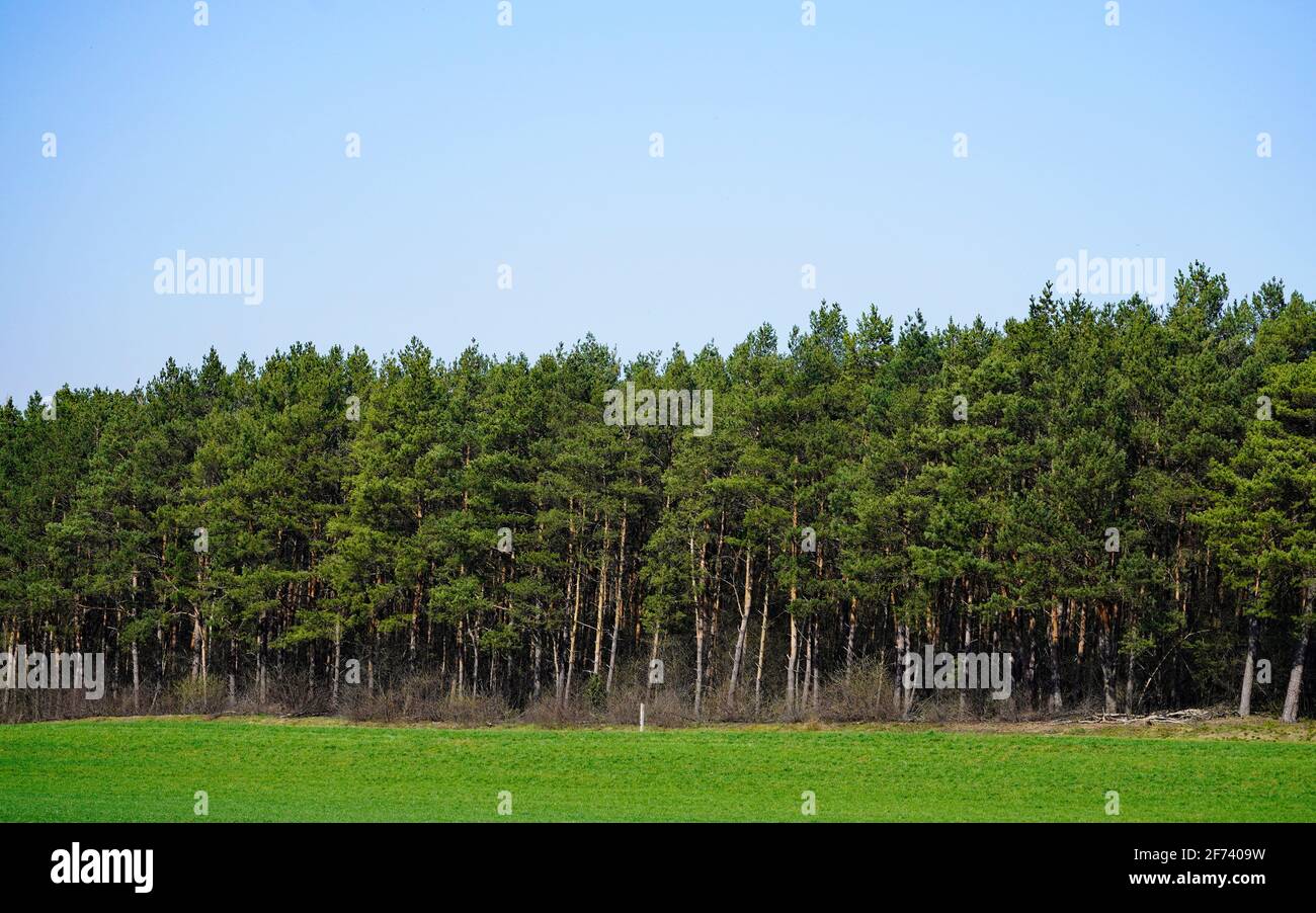 Grüner Kiefernwald. Waldrand mit immergrünen Bäumen und blauem Himmel. Landschaft in Nordrhein-Westfalen, Deutschland. Stockfoto