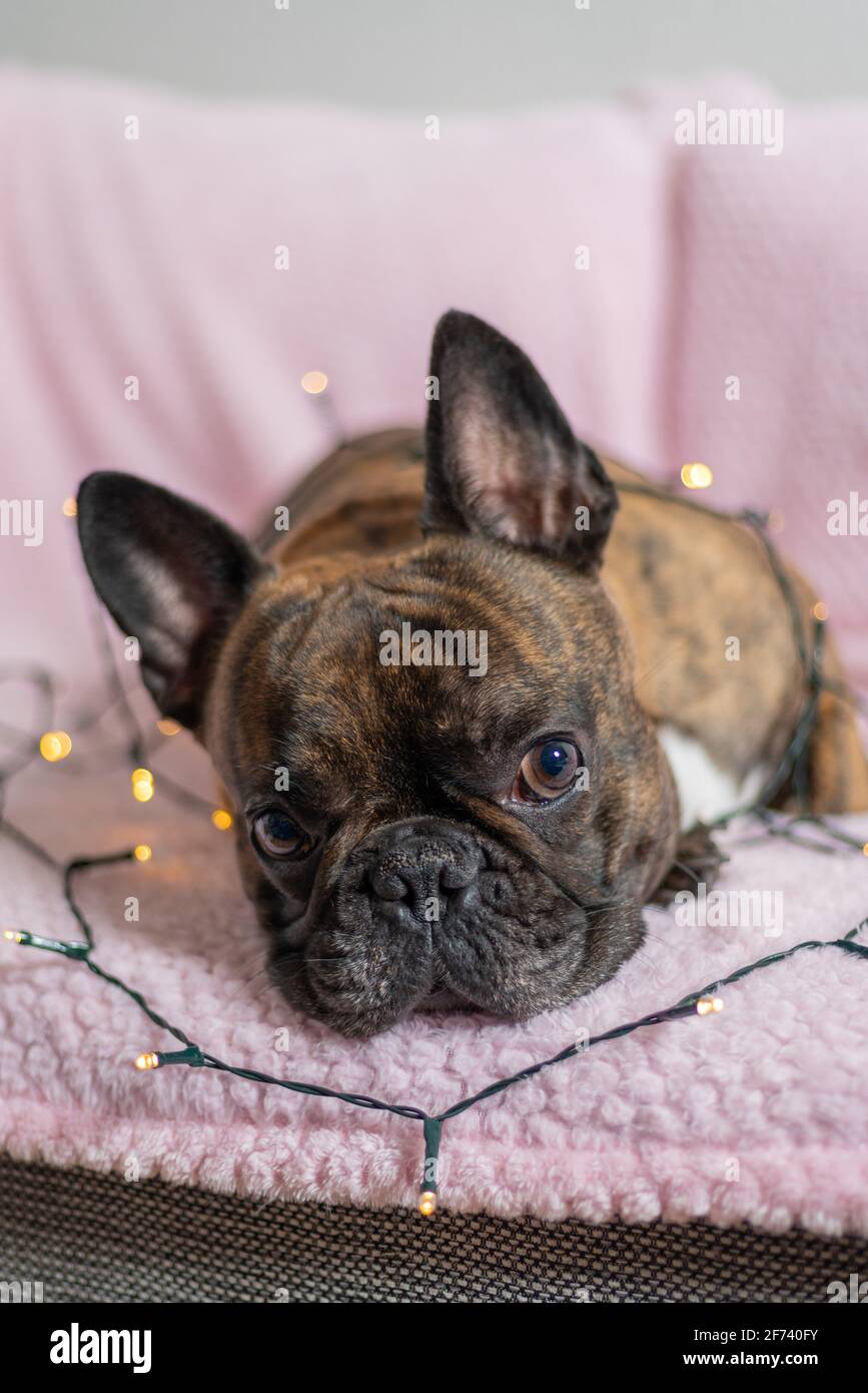 Niedliche braune und schwarze französische Bulldogge, die auf einem Sofa mit Lichterketten liegt. Hund als Geschenk, Weihnachtsstimmung. Stockfoto