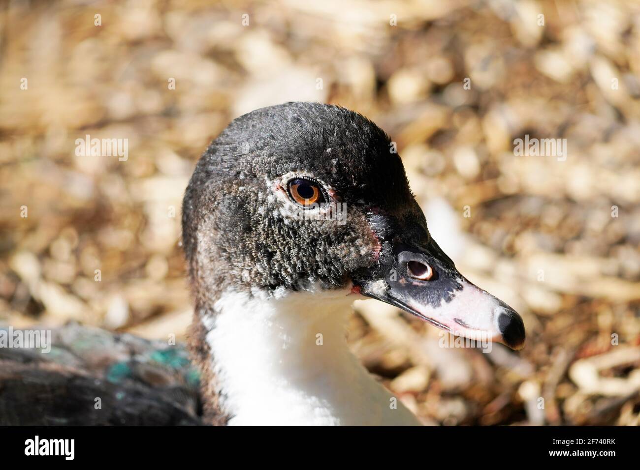 Nahaufnahme einer Ente, die auf dem Boden sitzt. Braun weißes Gefieder eines Wasservogels. Stockfoto