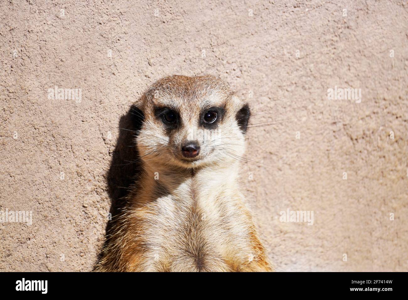 Porträt eines Erdmännchen. Suricata suricatta. Tier schaut sich aufmerksam um und wacht. Säugetier mit braunem Fell. Mungo-Familie. Stockfoto