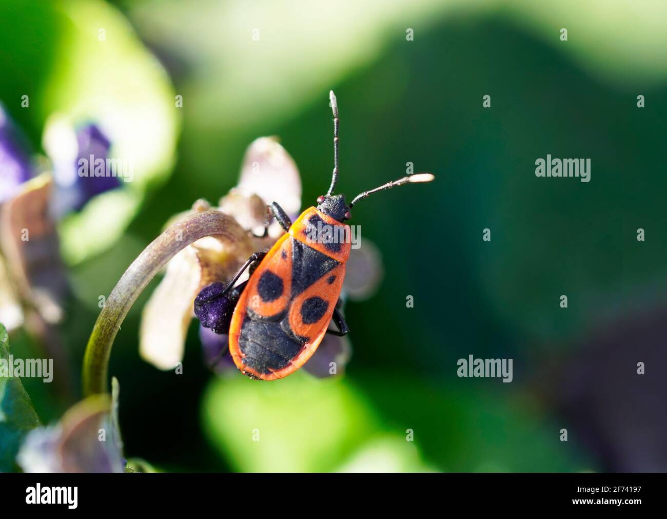 Feuerkäfer, Pyrochroidae sitzt auf einer Pflanze. Makrofotografie von Insekten. Rot-schwarzer Rücken. Stockfoto