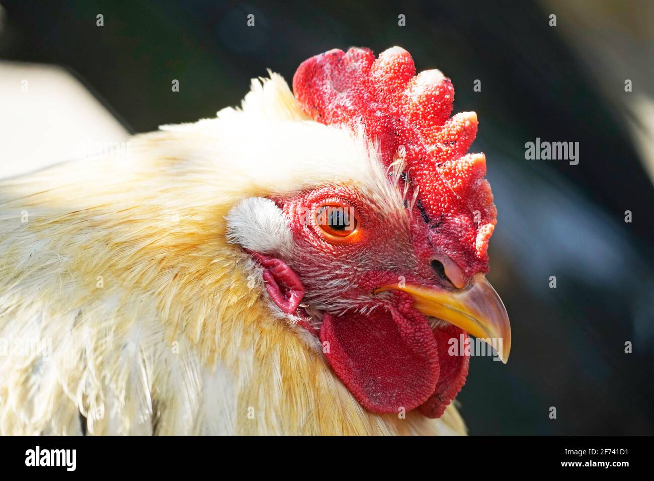 Seitliche Nahaufnahme des Hähnchens mit rotem Kamm und leichtem Gefieder. Porträt einer Henne. Stockfoto