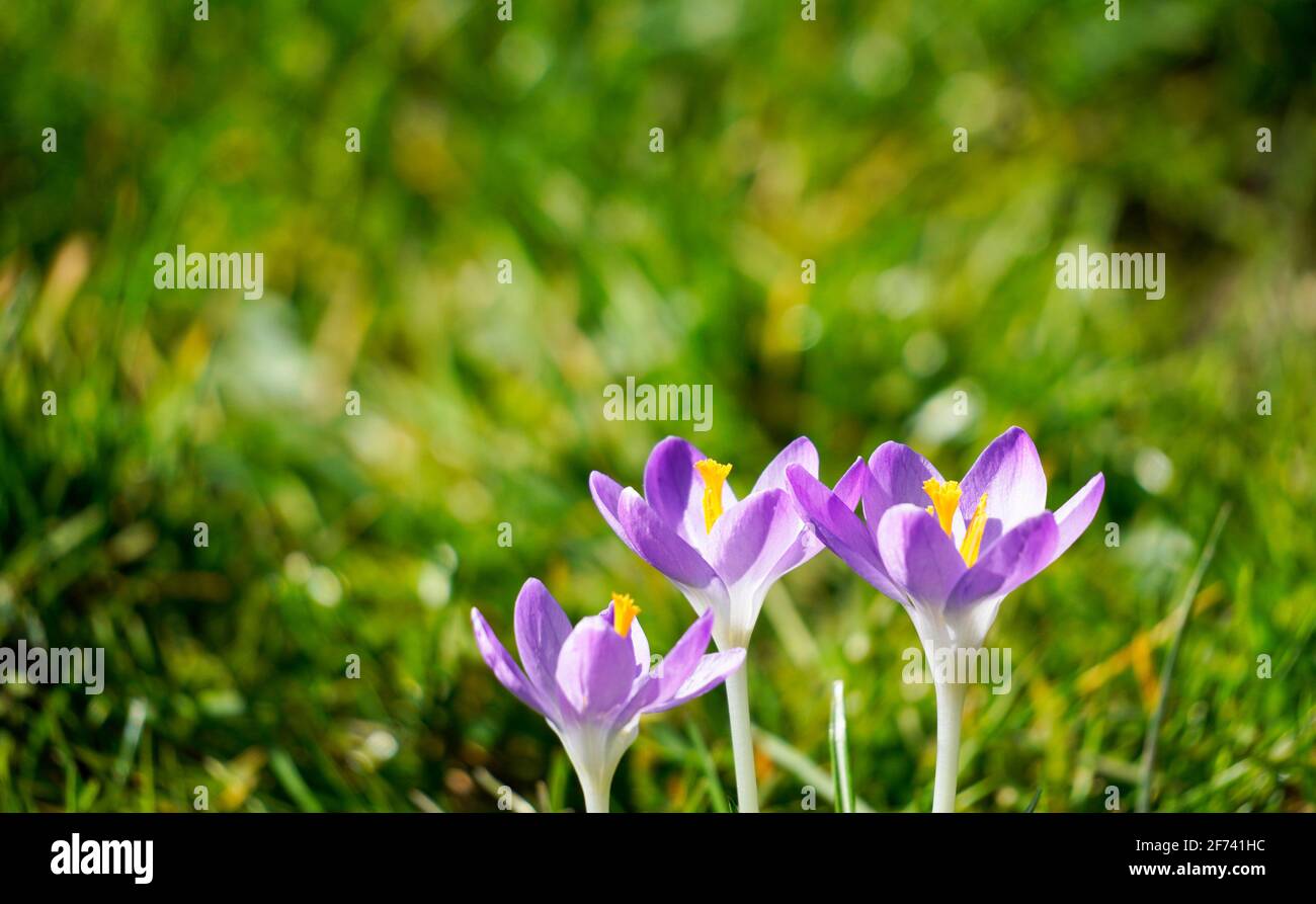 Lila Krokusse auf einer grünen Wiese. Blühende Frühlingsblumen. Nahaufnahme der Blumen. Stockfoto