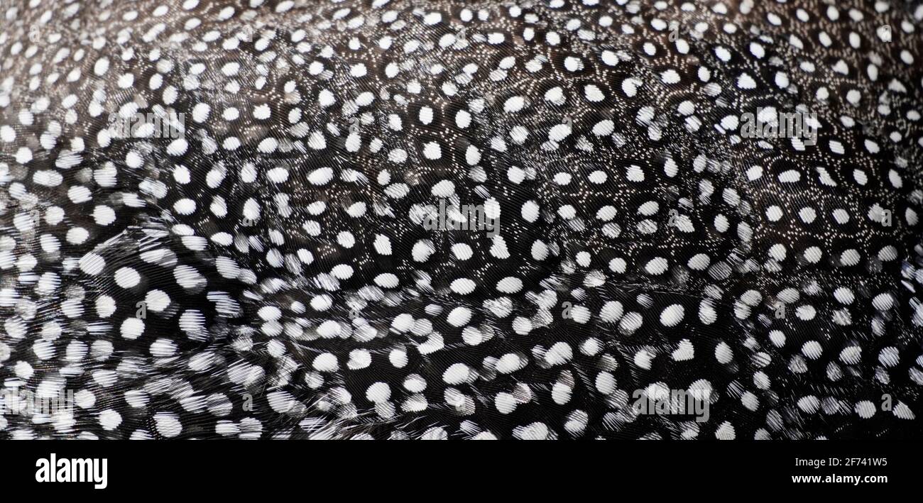 Schwarz-weißes Gefieder eines Hähnchens in Nahaufnahme. Hintergrund aus Federn. Stockfoto