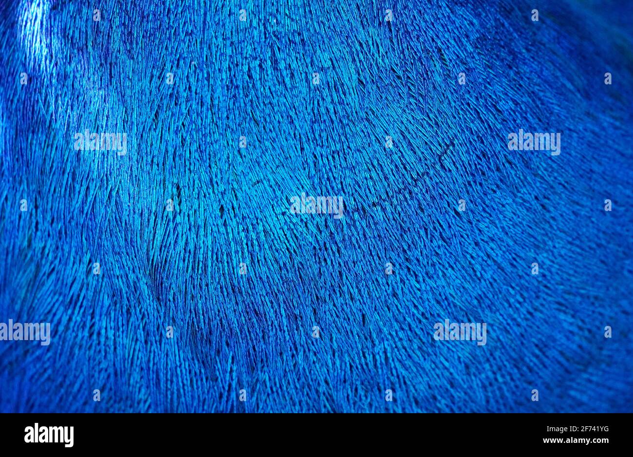 Schimmerndes blaues Gefieder eines Pfaus in Nahaufnahme. Blaue Federn eines Vogels als Hintergrund Stockfoto