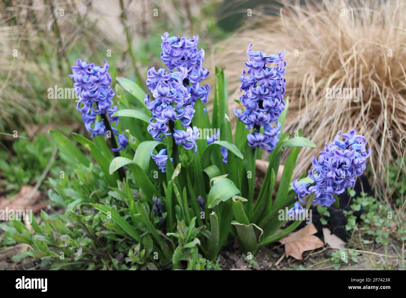 Die Gruppe der blauen Hyazinthe blüht im Garten im Frühling mit Gräser im Hintergrund Stockfoto