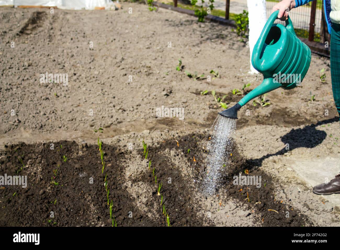 Der Gärtner mit Unschärfe-Effekt steht in der Nähe eines Bettes. Der Bauer gießt Lauch und Zwiebeln. Grüne. Gartenbau und Landwirtschaft. Unscharfer Hintergrundboden. Tropfen Stockfoto