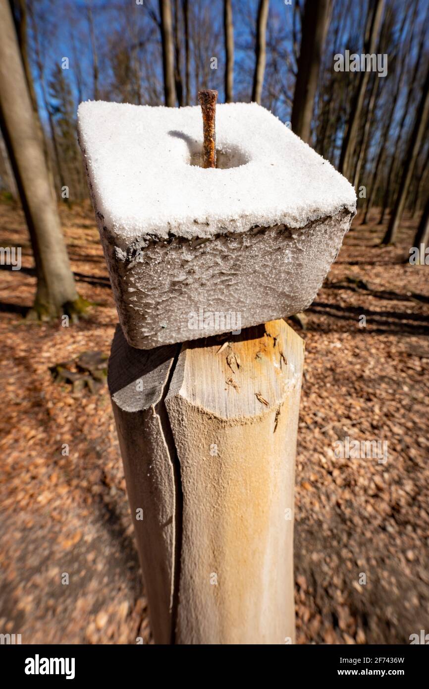 Salzleck für Tiere. Futterplatz für Wildbret. Frühjahrssaison. Stockfoto