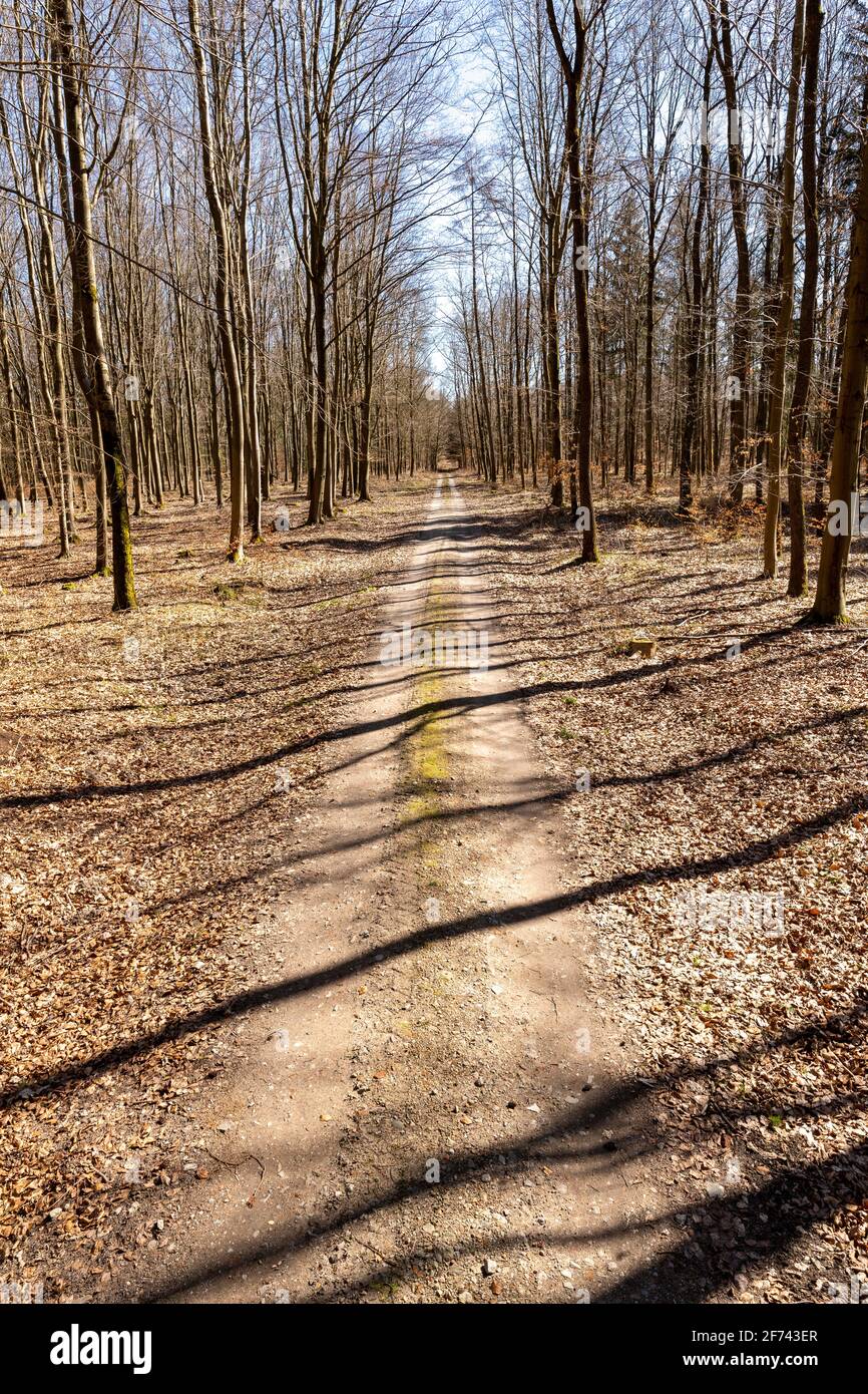 Feldweg in einem Laubwald. Ein Waldweg, der durch einen hohen Waldstand führt. Frühjahrssaison. Stockfoto