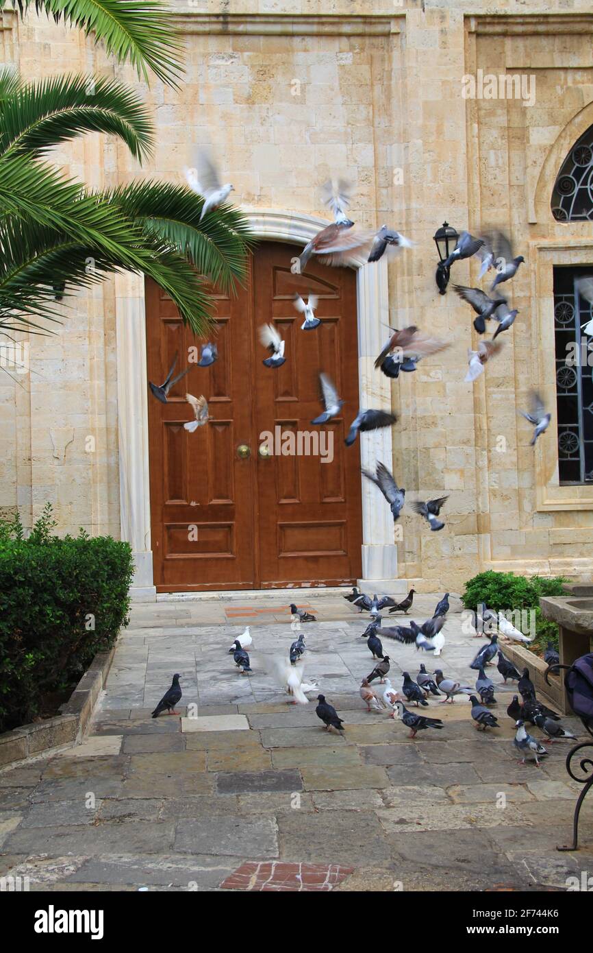 Tauben vor der Kirche von Ayios Titos in Heraklion, Kreta, Griechenland. Stockfoto